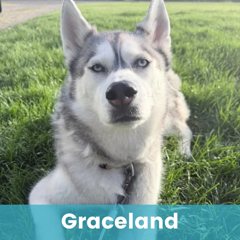 Graceland thumbnail 3