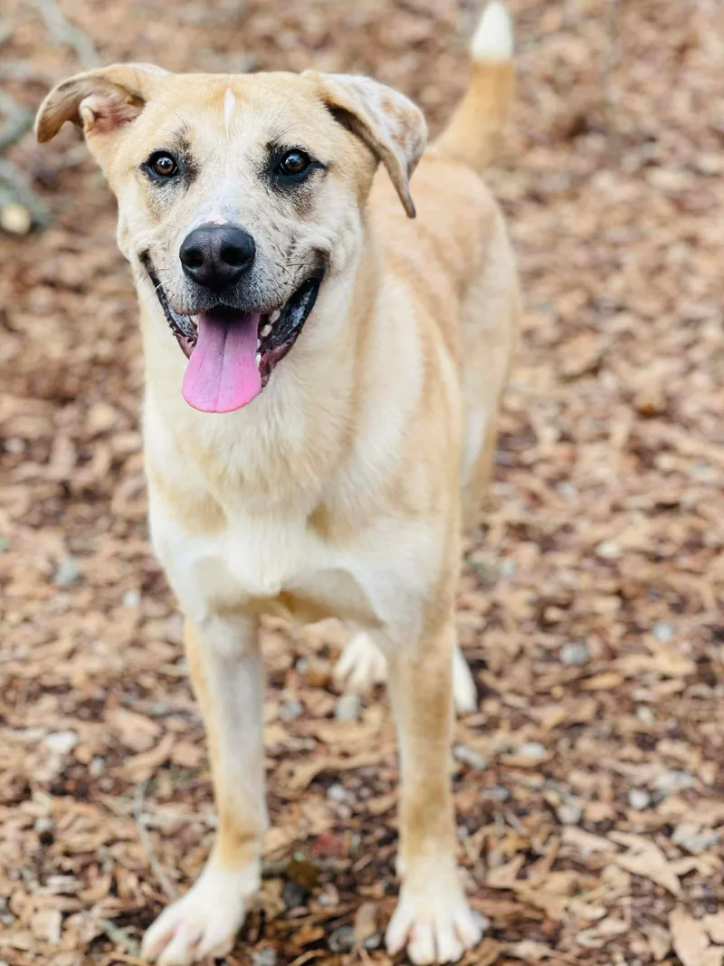 Crescent thumbnail 2