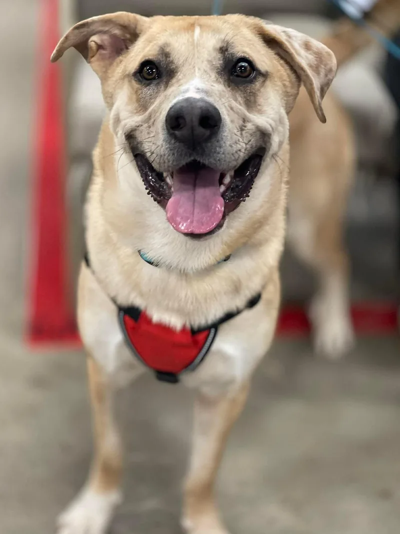 Crescent thumbnail 4