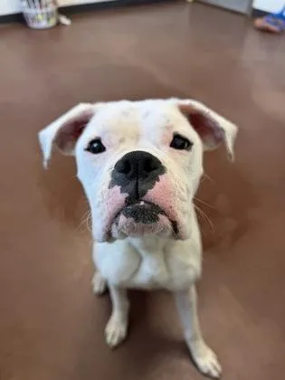 Nova