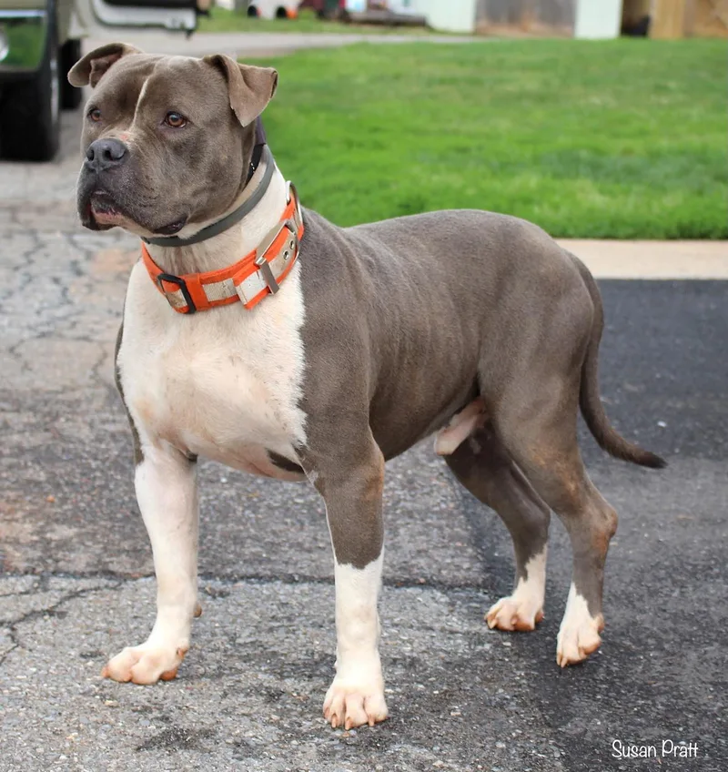 Duke