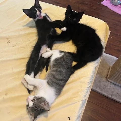 A young small-sized male Black Domestic Medium Hair cat named Oreo for adoption in Los Angeles, CA