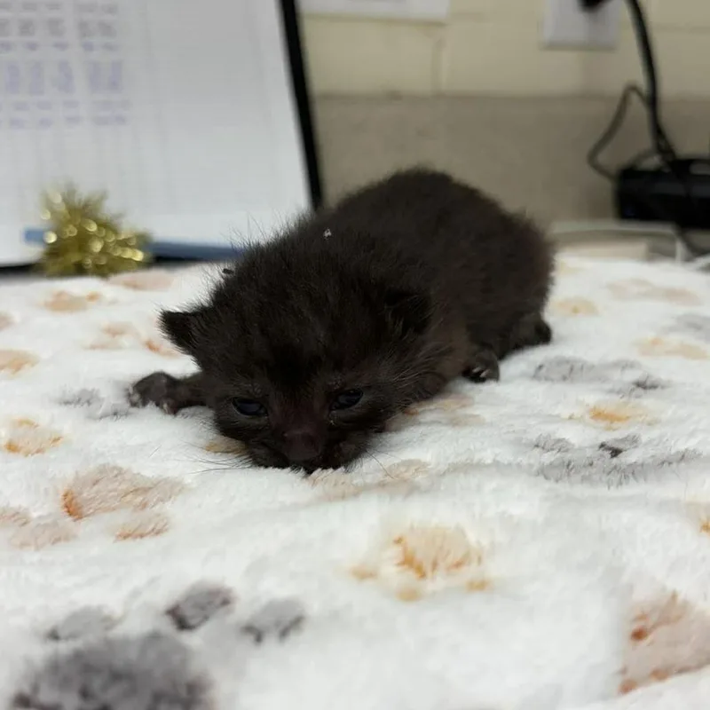 A baby small-sized female White Domestic Short Hair cat named Isabetta for adoption in Bastrop, TX