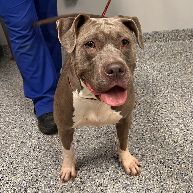 An adult large-sized female Mixed Breed dog named Nakita for adoption in Greenville, SC