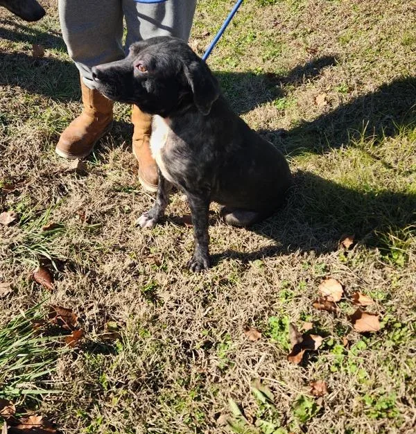 An adult medium-sized female Mixed Breed dog named Judy for adoption in Cleveland, TN