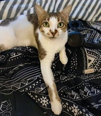 An adult medium-sized female Brown / Chocolate Domestic Short Hair cat named Maya for adoption in San Francisco, CA