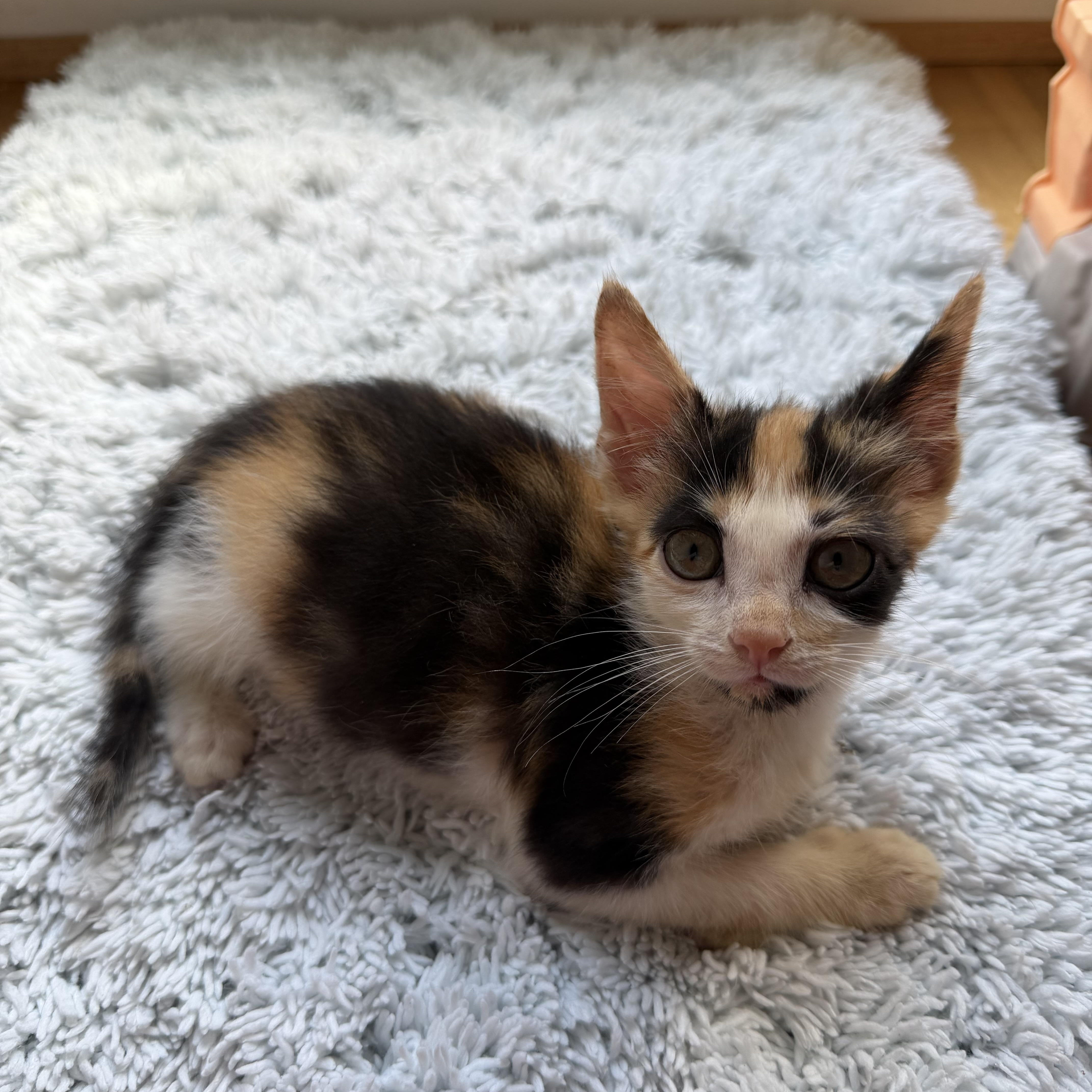 A young medium-sized female Calico Domestic Short Hair cat named Sparkle for adoption in Greensboro, NC
