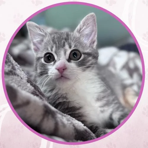 A baby medium-sized female Domestic Short Hair cat named Vespa for adoption in Toms River, NJ