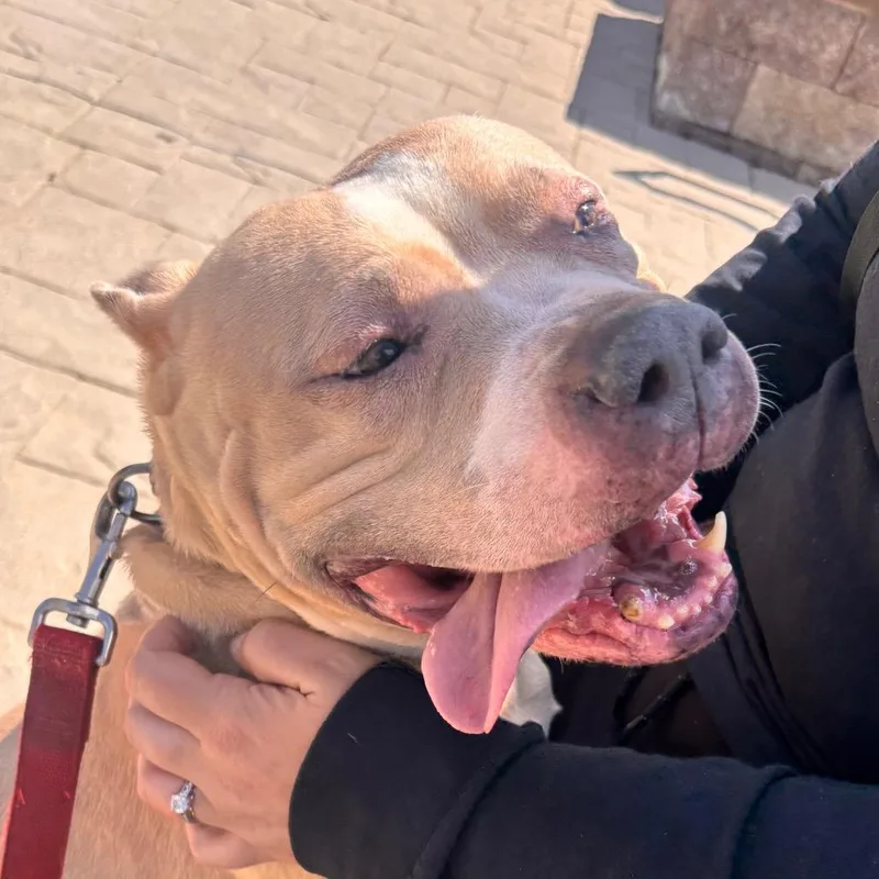 An adult large-sized female Yellow / Tan / Blond / Fawn American Bulldog dog named Nylah for adoption in York, PA