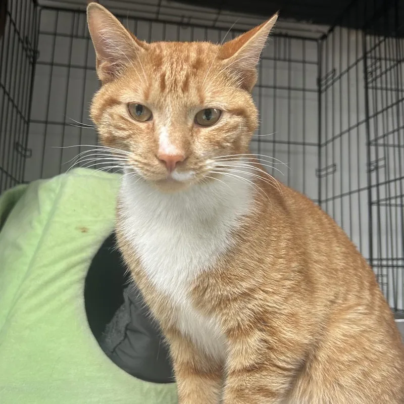 A young medium-sized male Orange / Red Domestic Short Hair cat named Cheese for adoption in Middletown, NY