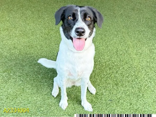 A young medium-sized female Mixed Breed dog named Iris for adoption in West Palm Beach, FL