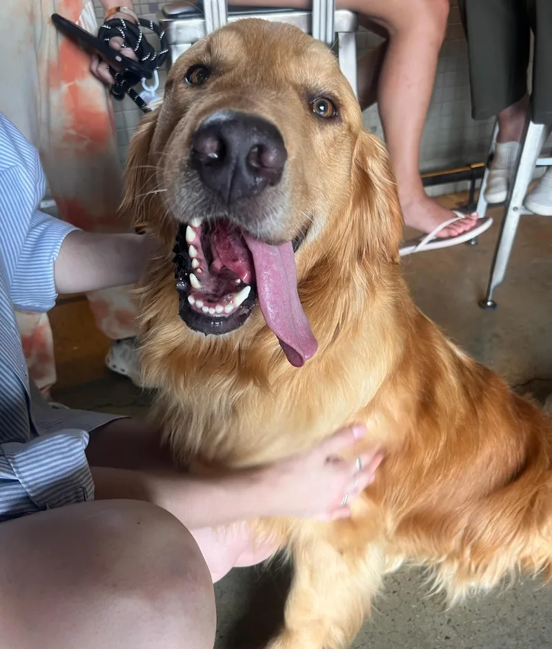 A young large-sized male Golden Retriever dog named Joseph for adoption in Brooklyn, NY