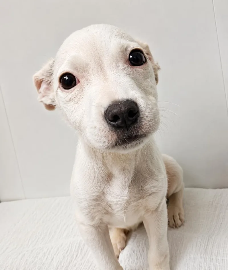 A baby small-sized male White / Cream Chihuahua dog named Popcorn for adoption in Littleton, CO