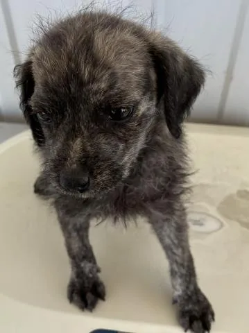 A baby small-sized female Terrier dog named Peanut for adoption in Bakersfield, CA