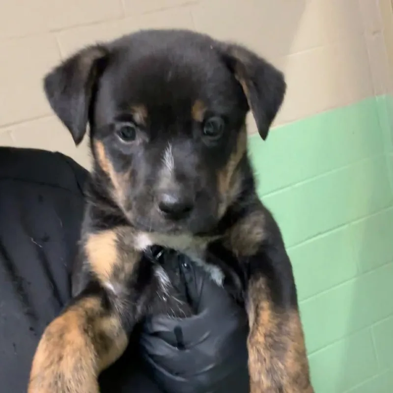 A baby medium-sized female Black Mixed Breed dog named Waffles for adoption in Gadsden, AL