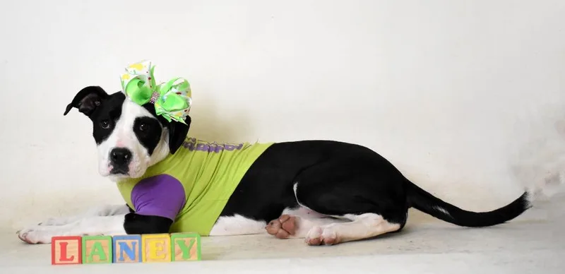 Laney Kila thumbnail 4