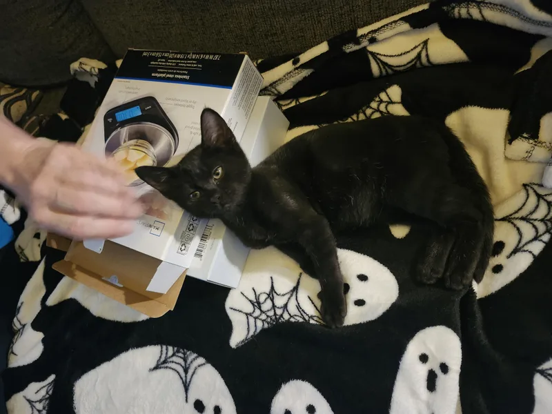 A baby medium-sized male Oriental Short Hair cat named "boo" for adoption in North East, MD