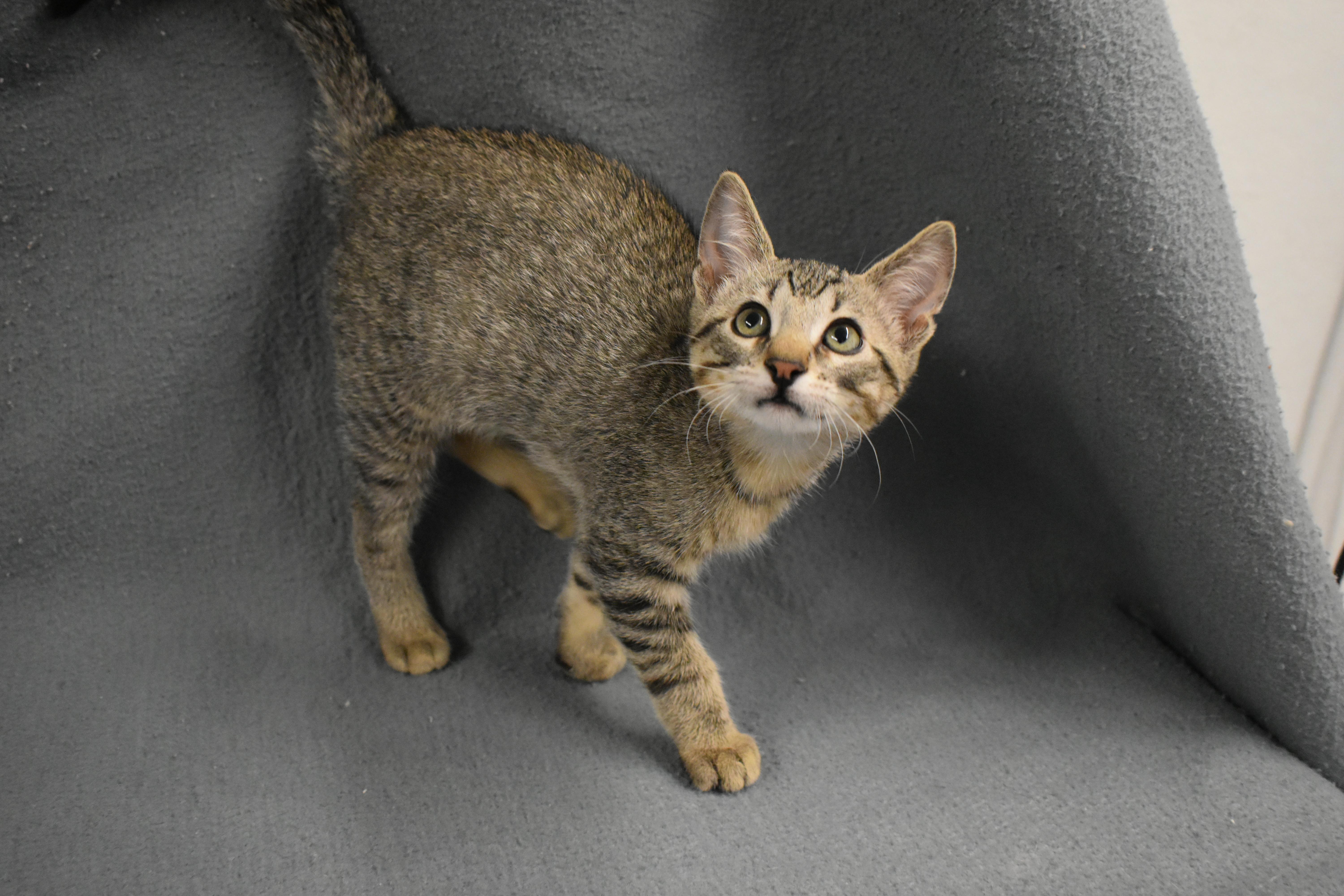 A baby medium-sized male Domestic Short Hair cat named Legolas for adoption in Auburn, NE