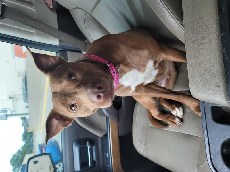 An adult medium-sized female Golden American Staffordshire Terrier dog named Amber for adoption in Magnolia, TX