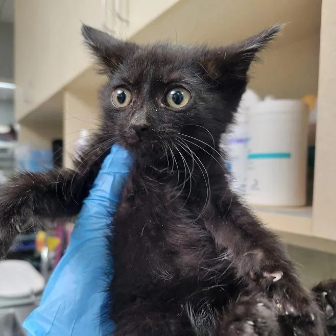 A young small-sized female Black Domestic Short Hair cat named Piccolo for adoption in Westminster, CA