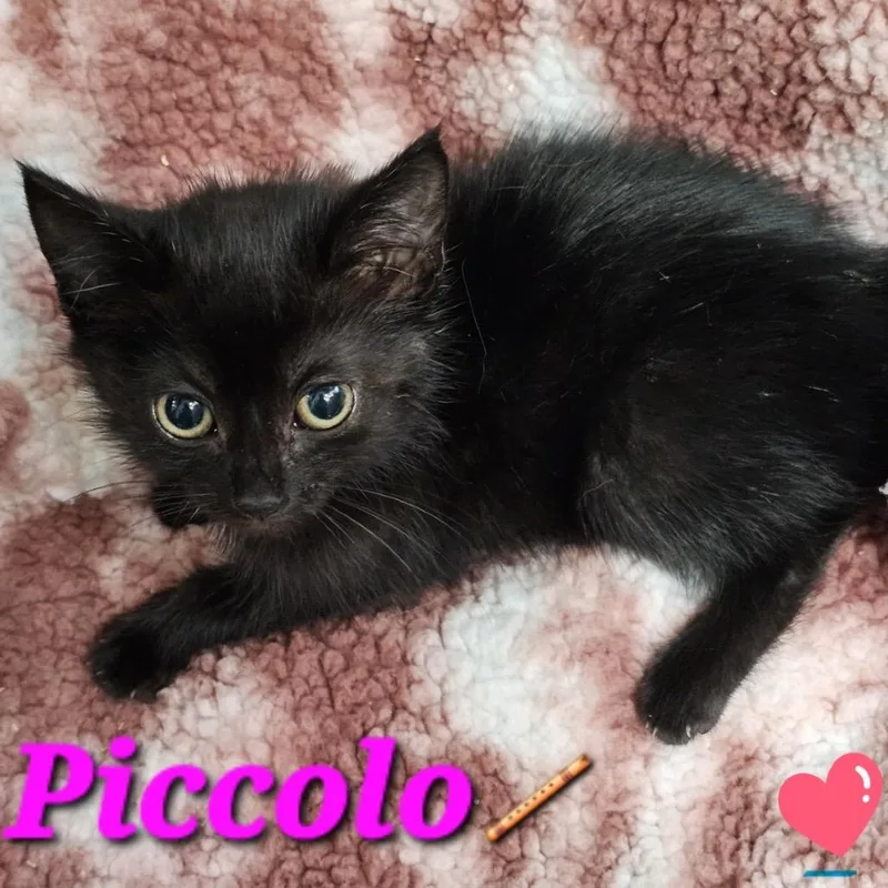 Piccolo thumbnail 2