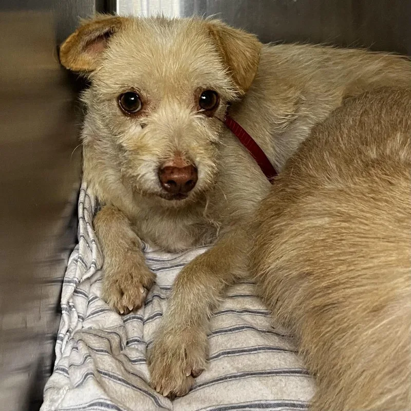 A young small-sized female White / Cream Terrier dog named Serenity for adoption in Palm Springs, CA