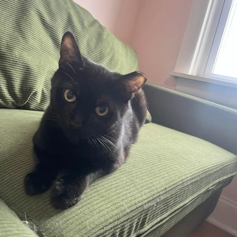An adult medium-sized male Black Domestic Short Hair cat named Haunter for adoption in PITTSBURGH, PA