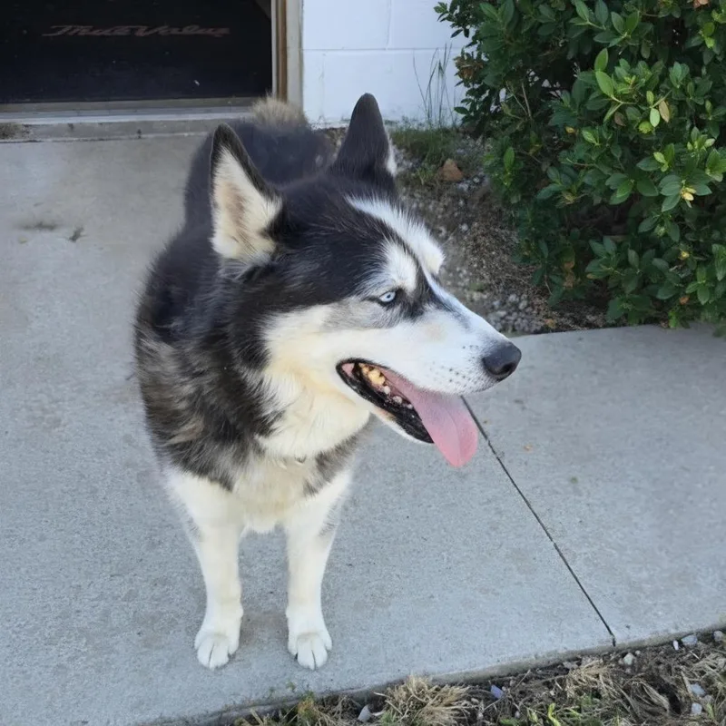 A senior large-sized male Husky dog named Bandit for adoption in Aurora, MO