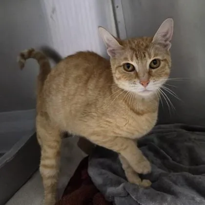 An adult medium-sized female Domestic Short Hair cat named Creamsicle for adoption in Worcester, MA