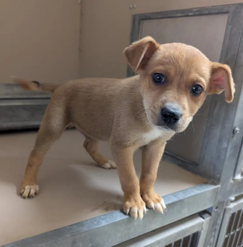 A baby medium-sized male Mixed Breed dog named Happy for adoption in Havre, MT