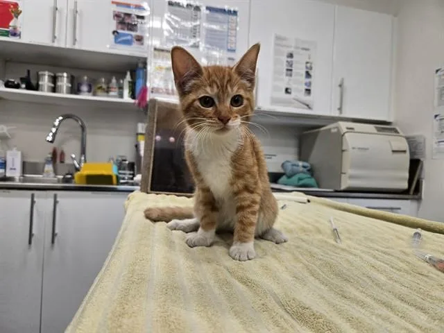 A baby small-sized female Domestic Short Hair cat named Anna for adoption in Antioch, CA
