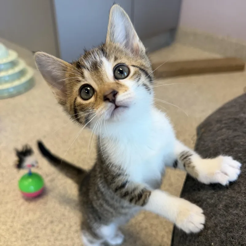 A baby small-sized female Tabby (Brown / Chocolate) Domestic Short Hair cat named Coral for adoption in Cooperstown, NY