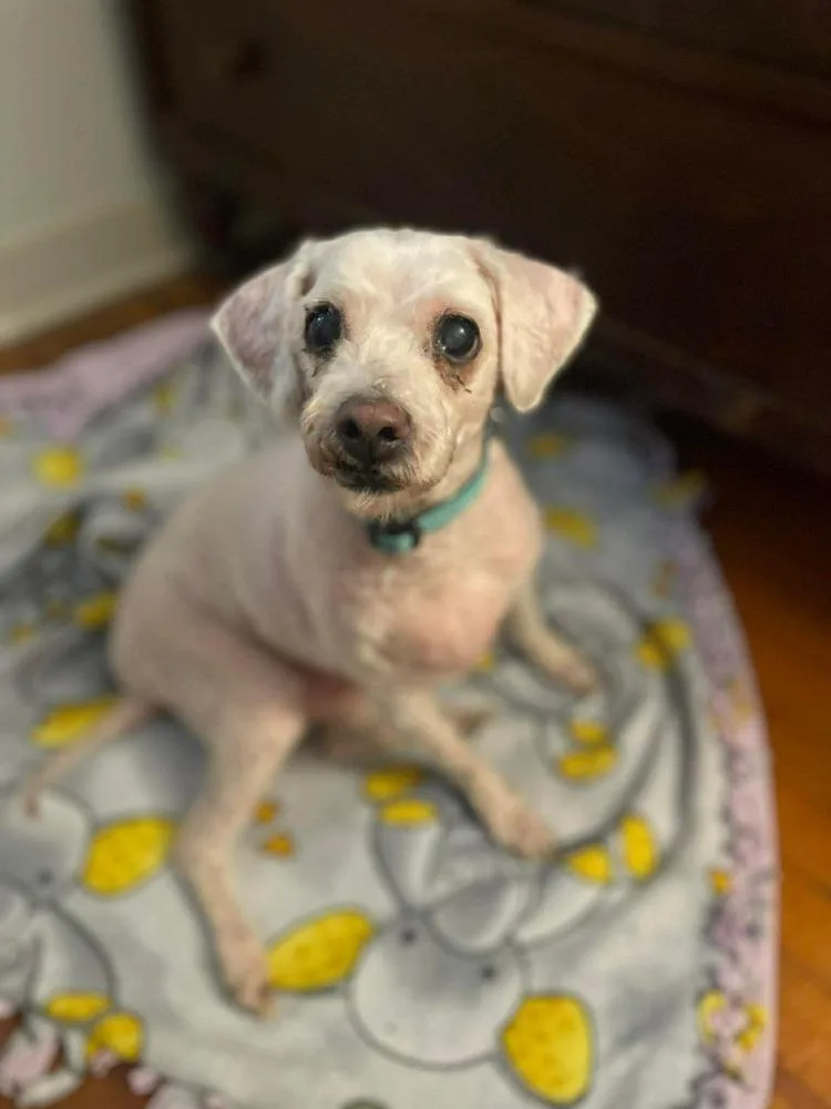 A senior small-sized female Terrier dog named Millie for adoption in Amherst, NY