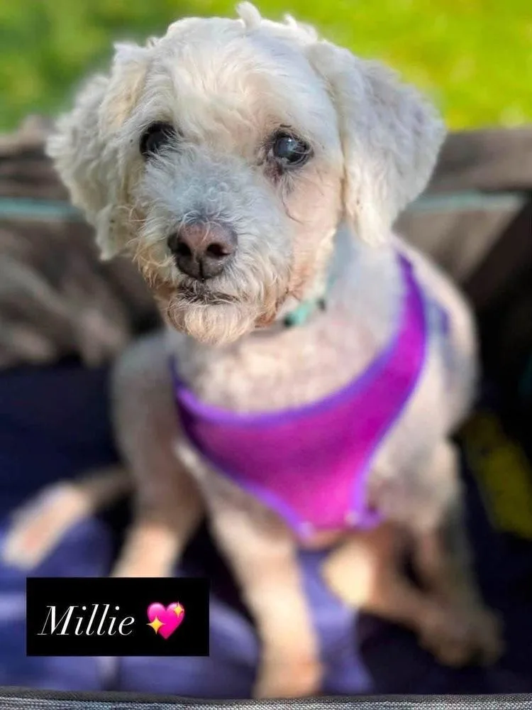 Millie thumbnail 5