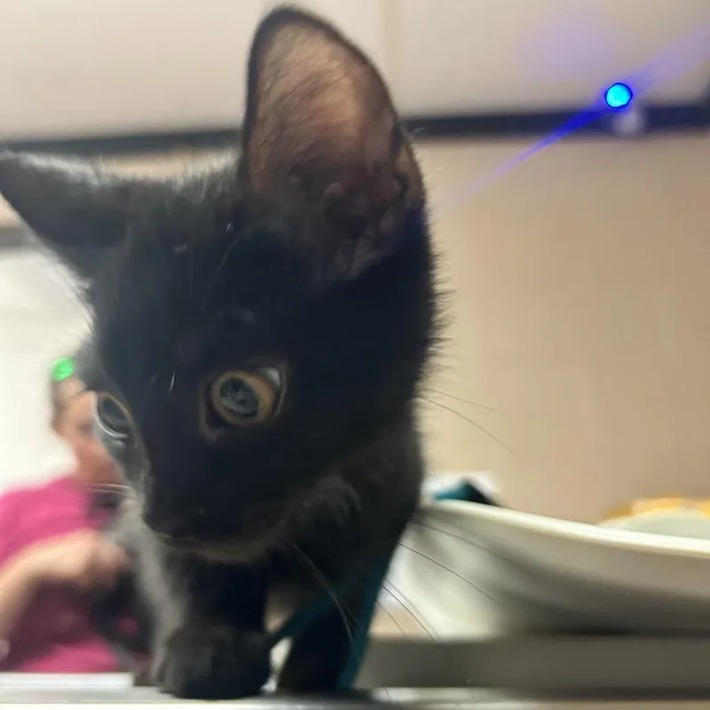 A baby small-sized male Domestic Short Hair cat named Tiny for adoption in Newport, NC