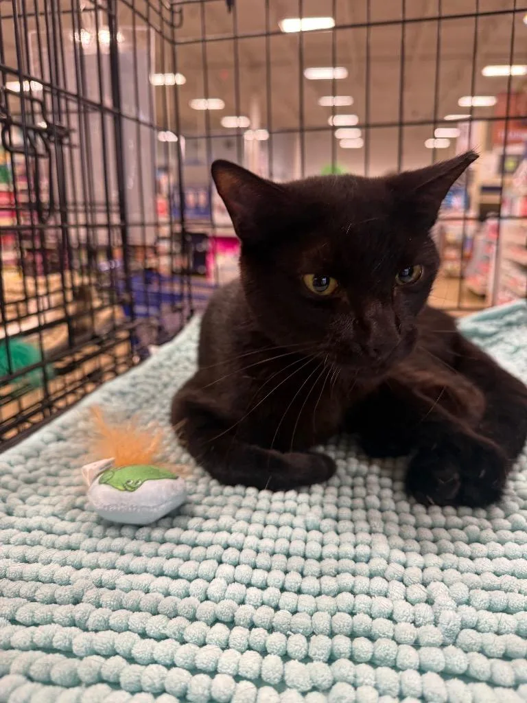 An adult large-sized male Domestic Short Hair cat named Harrison for adoption in warrenville, SC