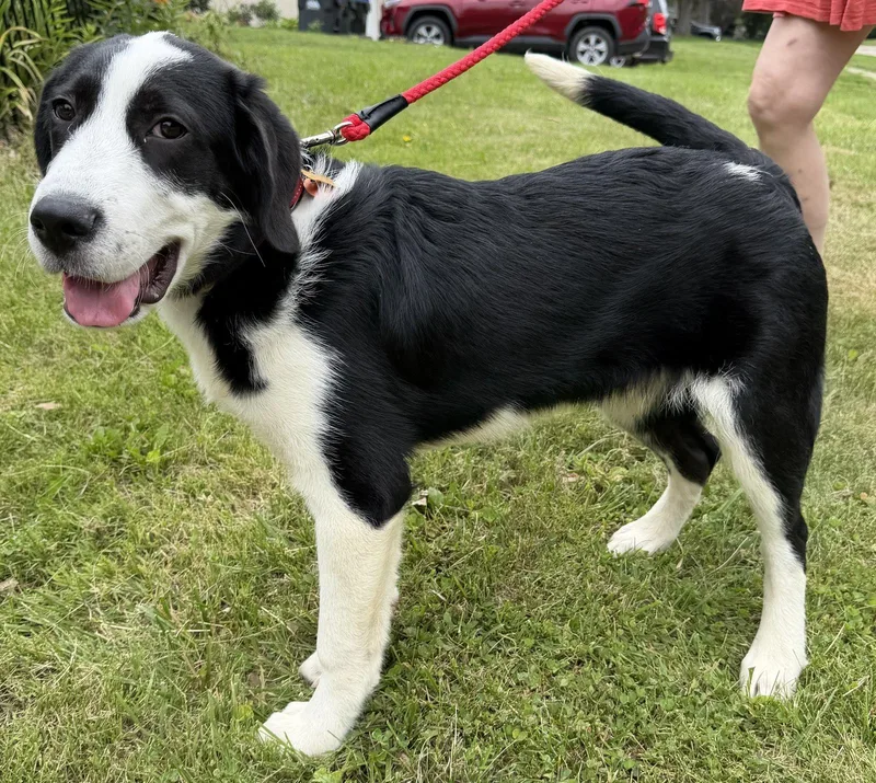 A young large-sized male Border Collie dog named Zip for adoption in Cedar Rapids, IA