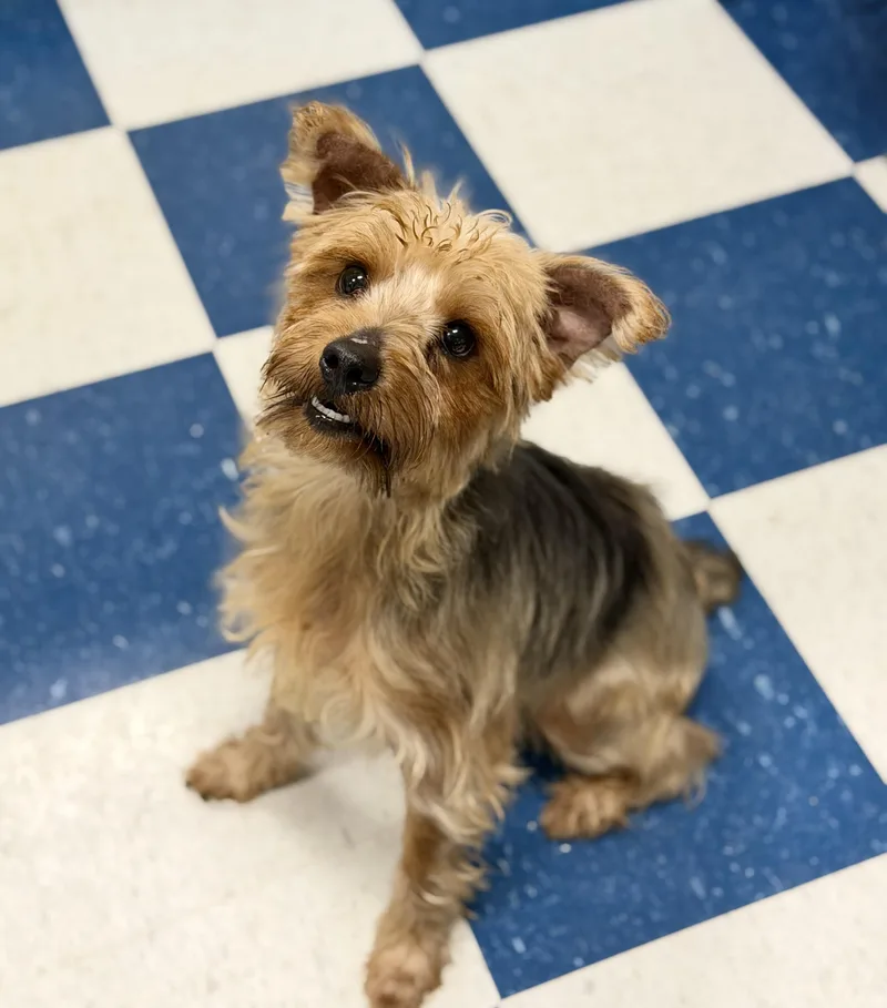 An adult small-sized male Yorkshire Terrier dog named Mayor for adoption in Auburn, AL