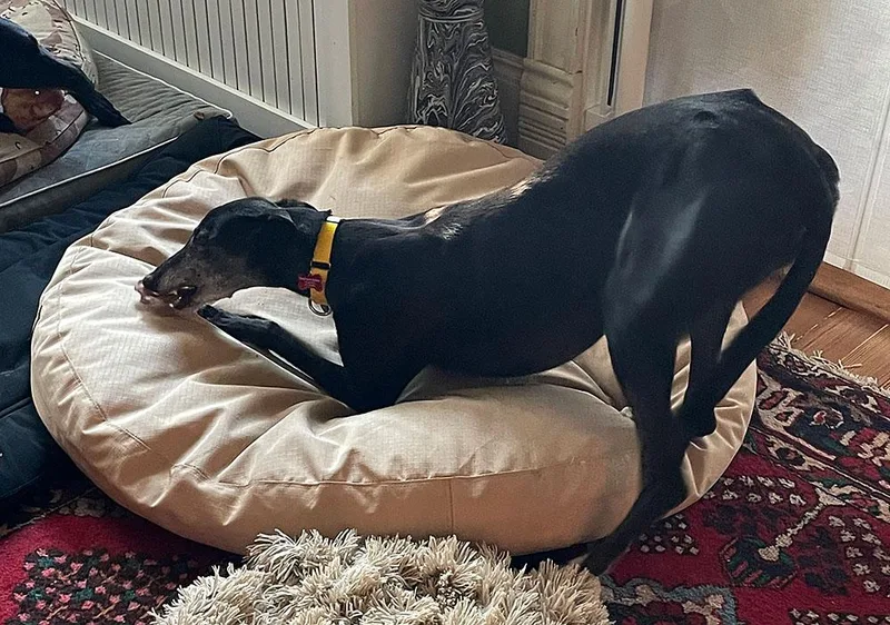 An adult medium-sized female Black Greyhound dog named Abby for adoption in Ware, MA