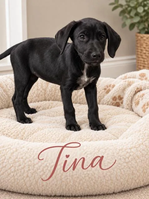 A young medium-sized female Flat-Coated Retriever dog named Tina for adoption in Midway, UT