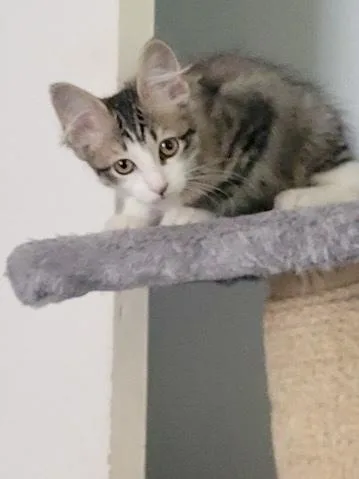 A baby small-sized female Domestic Medium Hair cat named Iris for adoption in Dallas, TX