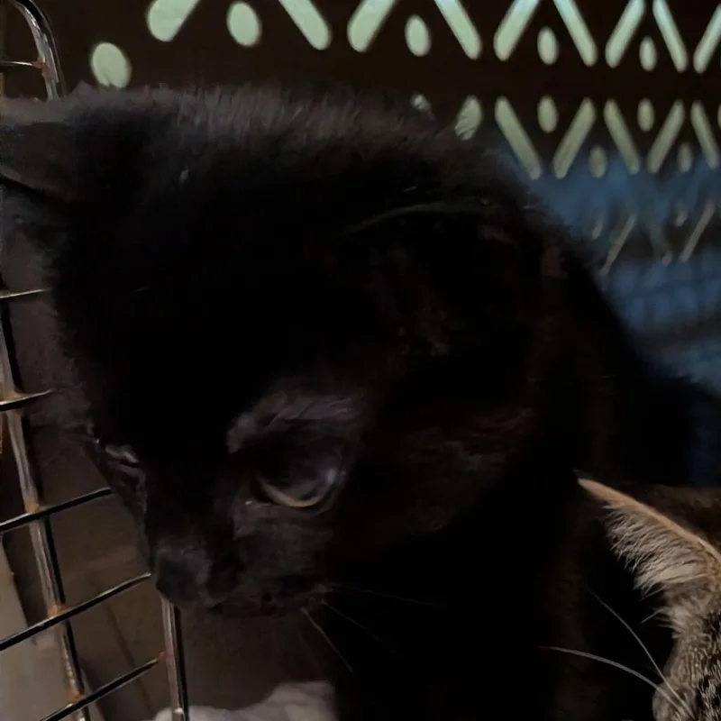 A baby small-sized female Black Domestic Short Hair cat named Novoselic for adoption in Fairport, NY