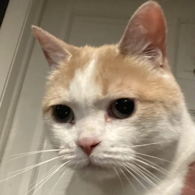 An adult small-sized female White Domestic Medium Hair cat named Cutie for adoption in Rochester, MN