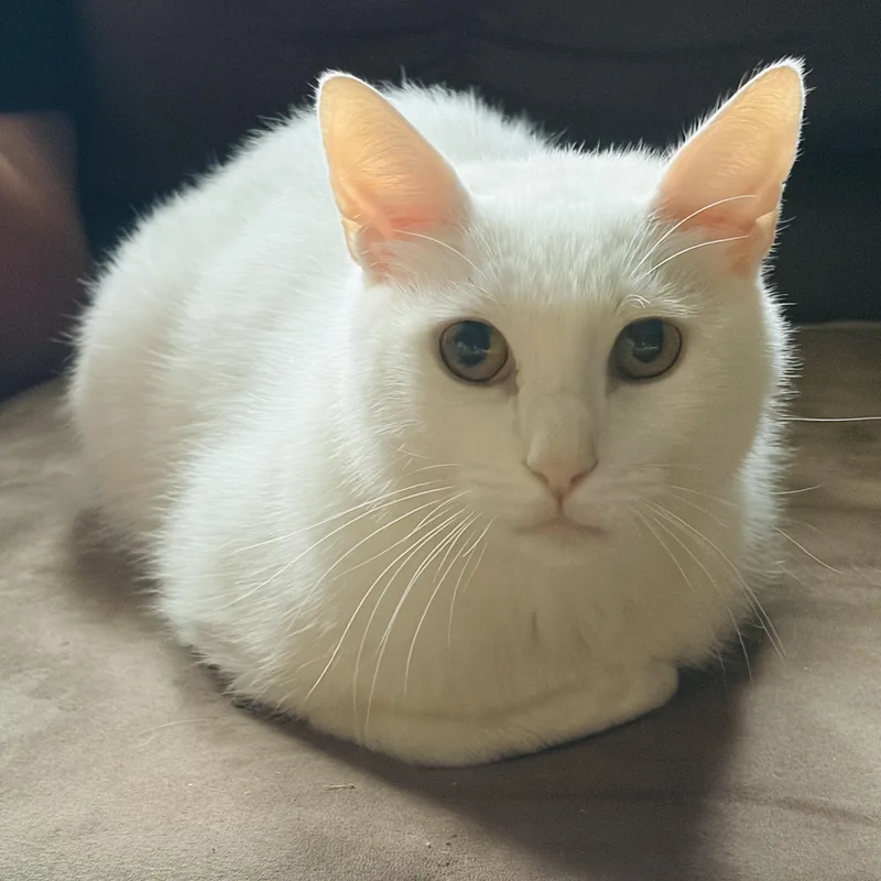 An adult medium-sized male White Domestic Short Hair cat named O Malley for adoption in Louisville, KY