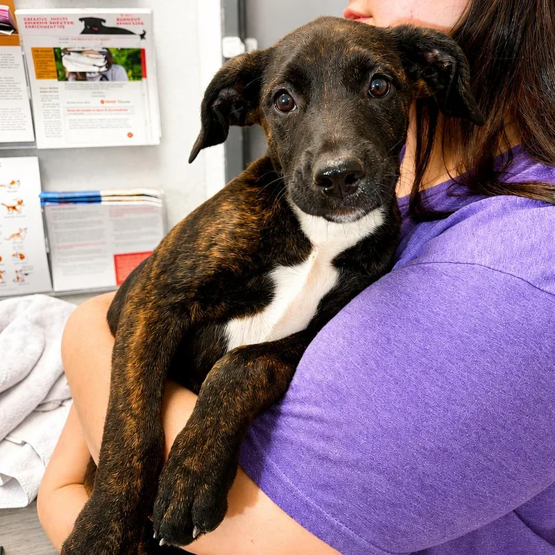 A baby small-sized female Brindle Mixed Breed dog named Polly for adoption in Hopkinton, MA