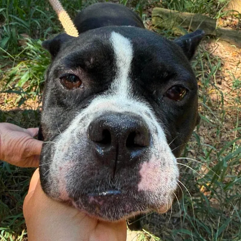 An adult medium-sized female Black Mixed Breed dog named Mary Lumi for adoption in Long Island City, NY