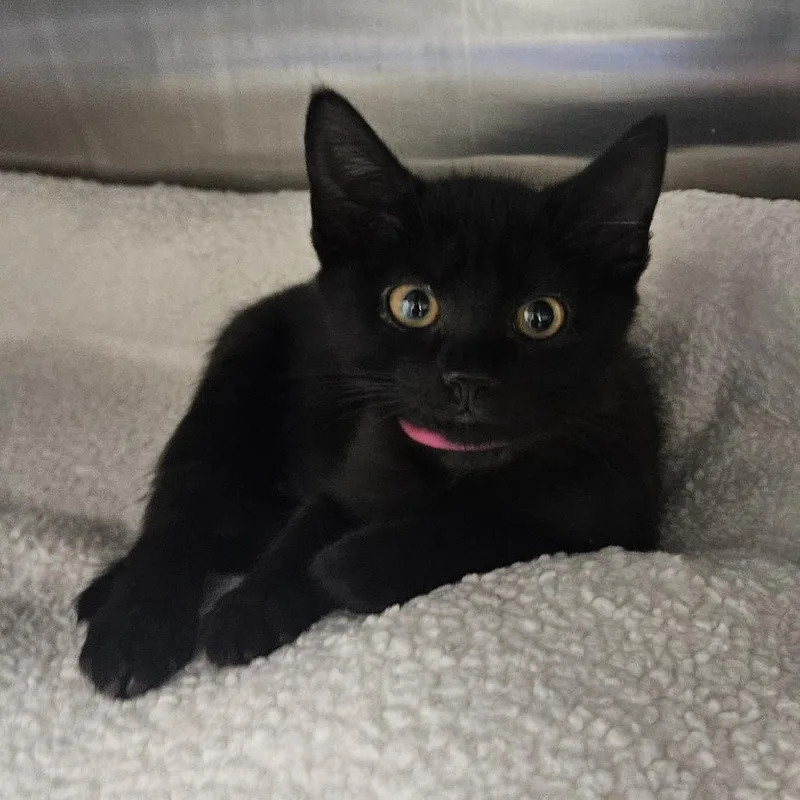 A baby small-sized female Domestic Short Hair cat named Peanut for adoption in Fairport, NY