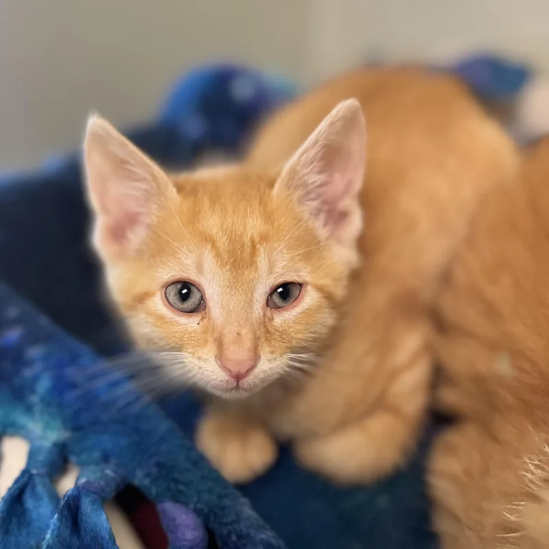 A baby medium-sized female Tabby (Orange / Red) Domestic Short Hair cat named Salmon for adoption in Dodgeville, WI