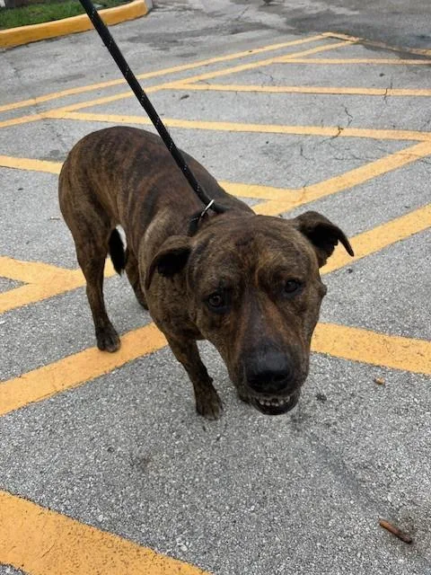 An adult large-sized male Terrier dog named Bambam for adoption in Miami, FL