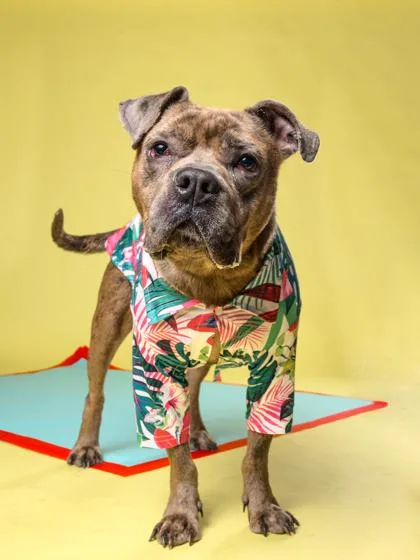 An adult medium-sized male Pit Bull Terrier dog named Crosby for adoption in Atlanta, GA